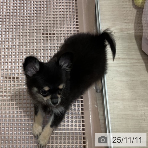 愛知県のチワワ(ロング) (ペットプラス 千種店/2025年8月27日生まれ/女の子/ブラックタン)の子犬の3枚目の画像