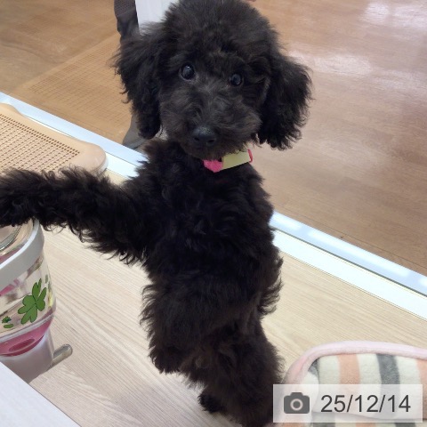 トイ・プードルの写真