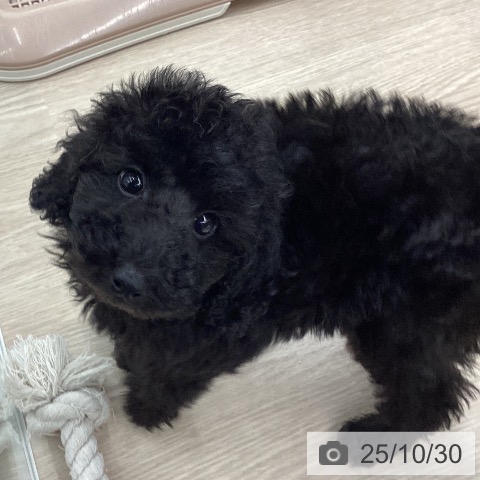 富山県のトイプードル(トイ) (ペットプラス となみ店/2025年8月27日生まれ/女の子/ブラック)の子犬の4枚目の画像