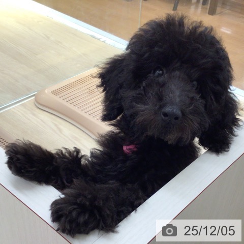 富山県のトイプードル(トイ) (ペットプラス となみ店/2025年8月27日生まれ/女の子/ブラック)の子犬の3枚目の画像