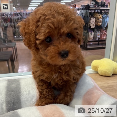 トイ・プードルの写真