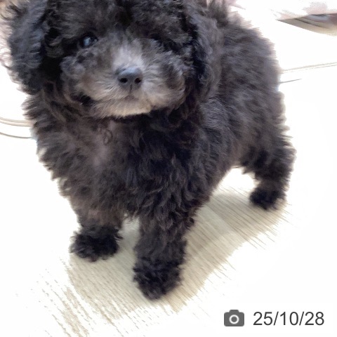 トイ・プードルの写真