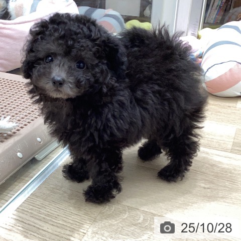 トイ・プードルの写真