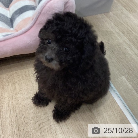 トイ・プードルの写真