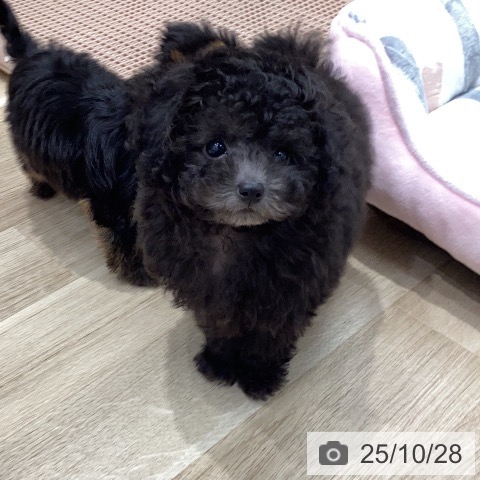 トイ・プードルの写真