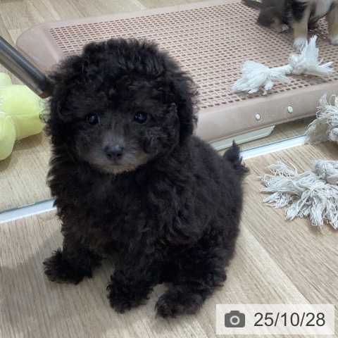 トイ・プードルの写真