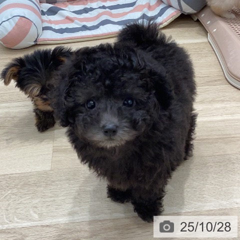 トイ・プードルの写真