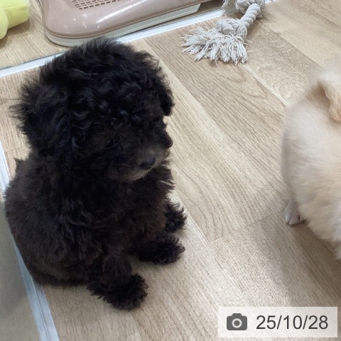 トイ・プードルの写真