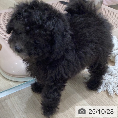 トイ・プードルの写真