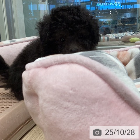 トイ・プードルの写真