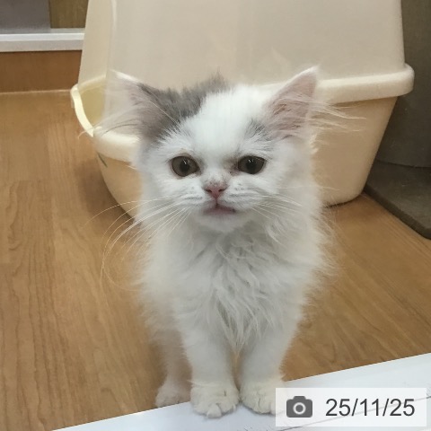 三重県のブリティッシュロングヘアー (ペッツワン 桑名店/2025年8月19日生まれ/女の子/ブルーホワイト)の子猫の4枚目の画像