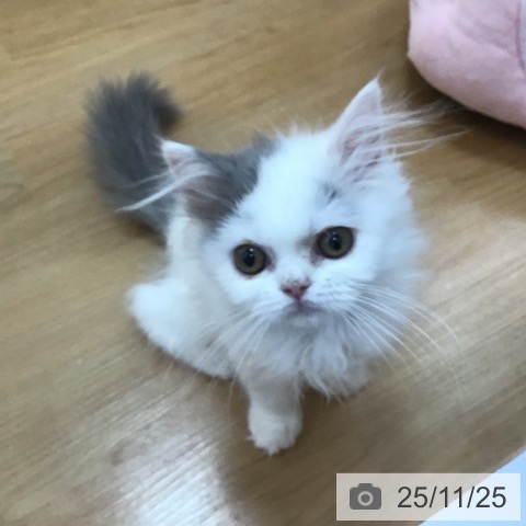 三重県のブリティッシュロングヘアー (ペッツワン 桑名店/2025年8月19日生まれ/女の子/ブルーホワイト)の子猫の3枚目の画像