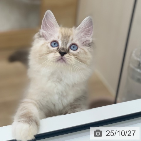 ラグドールの写真