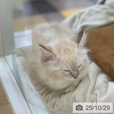 ラグドールの写真