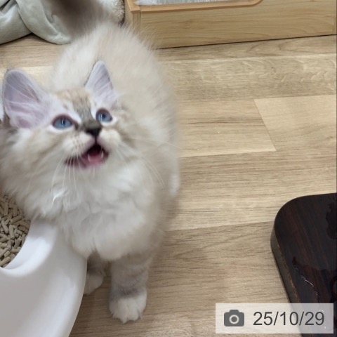 ラグドールの写真