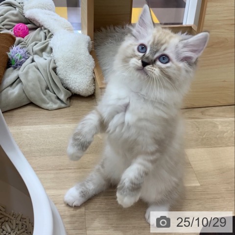 ラグドールの写真