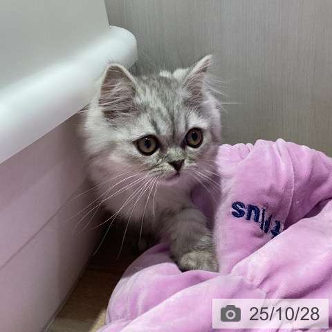 サイベリアンの写真