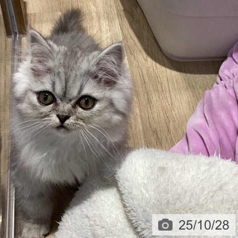 サイベリアンの写真