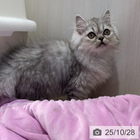 サイベリアンの写真