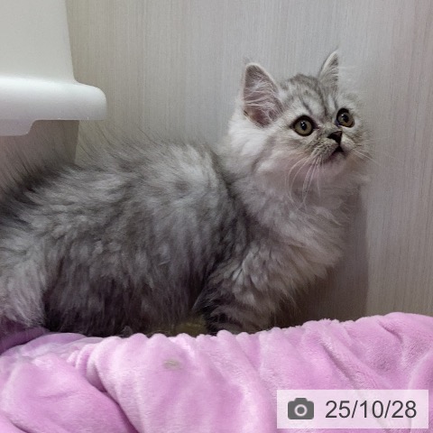 サイベリアンの写真