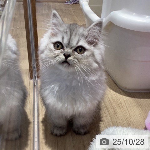 サイベリアンの写真