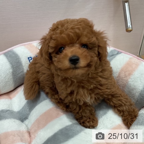 トイ・プードルの写真