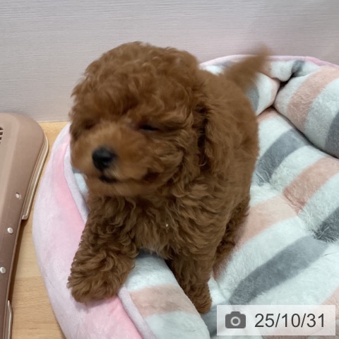 トイ・プードルの写真