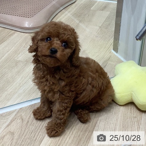 トイ・プードルの写真