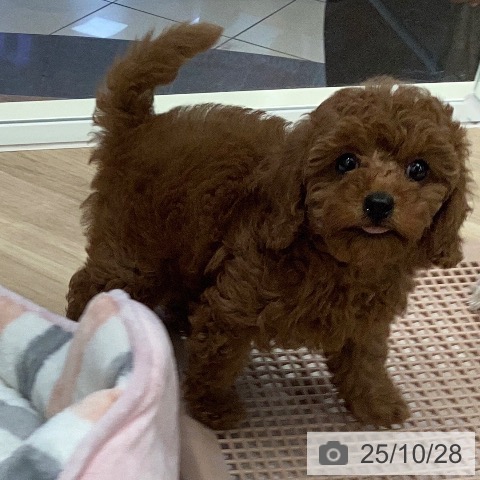 トイ・プードルの写真