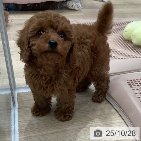 トイ・プードルの写真