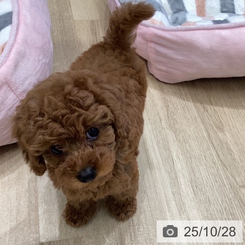 トイ・プードルの写真