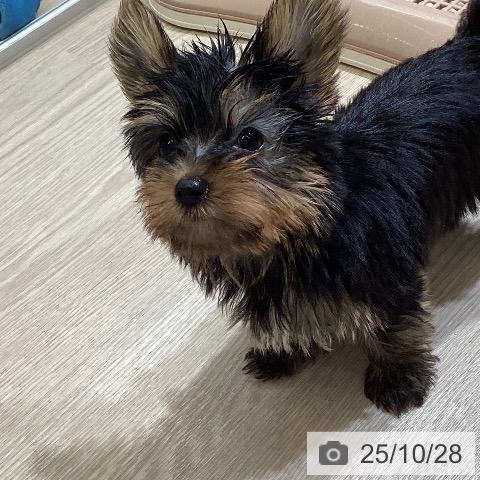 ヨークシャー・テリアの写真