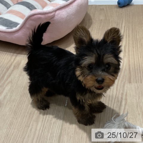 ヨークシャー・テリアの写真