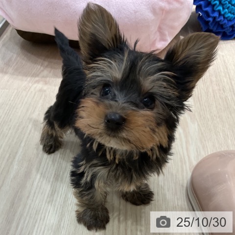 ヨークシャー・テリアの写真