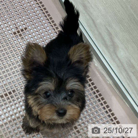 ヨークシャー・テリアの写真