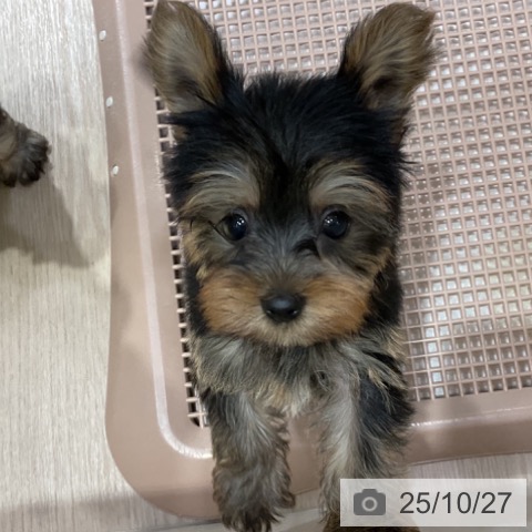 ヨークシャー・テリアの写真