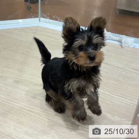 ヨークシャー・テリアの写真