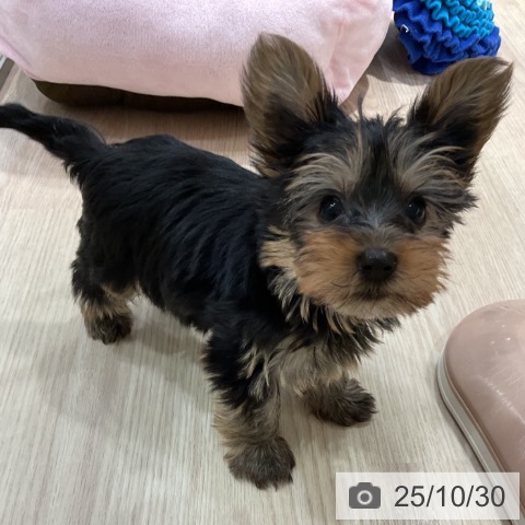 ヨークシャー・テリアの写真