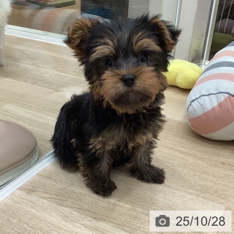 ヨークシャー・テリアの写真