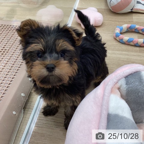 ヨークシャー・テリアの写真