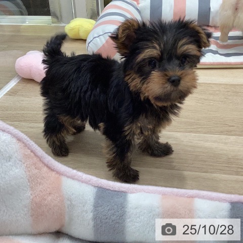 ヨークシャー・テリアの写真