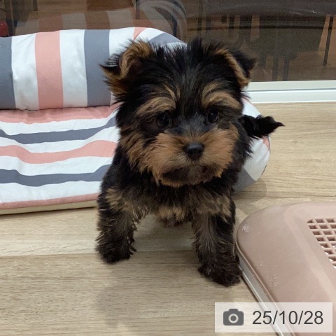 ヨークシャー・テリアの写真