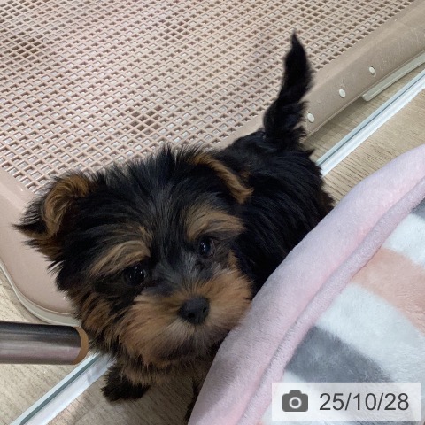 ヨークシャー・テリアの写真