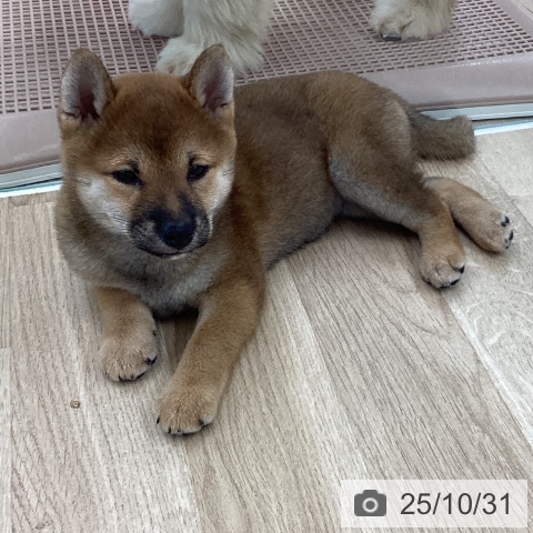 愛知県の柴犬(標準サイズ) (ペットプラス 豊橋牧野店/2025年8月27日生まれ/女の子/赤)の子犬の4枚目の画像