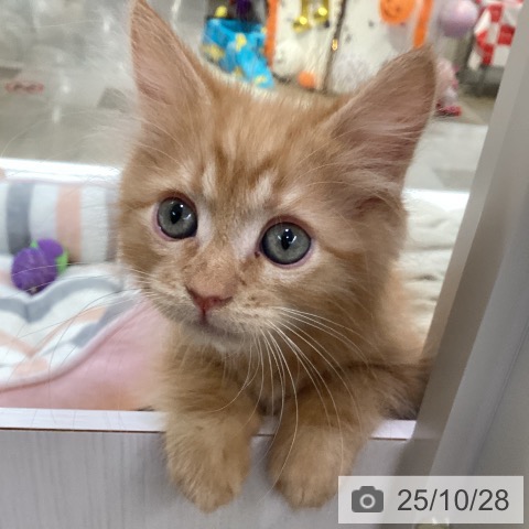 サイベリアンの写真