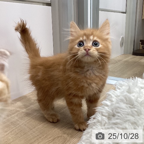 サイベリアンの写真