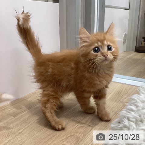 サイベリアンの写真