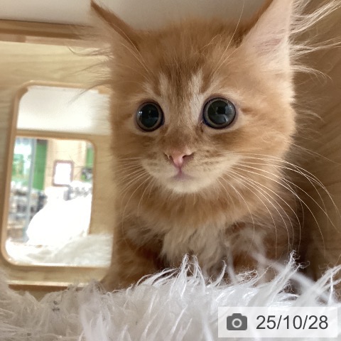 サイベリアンの写真