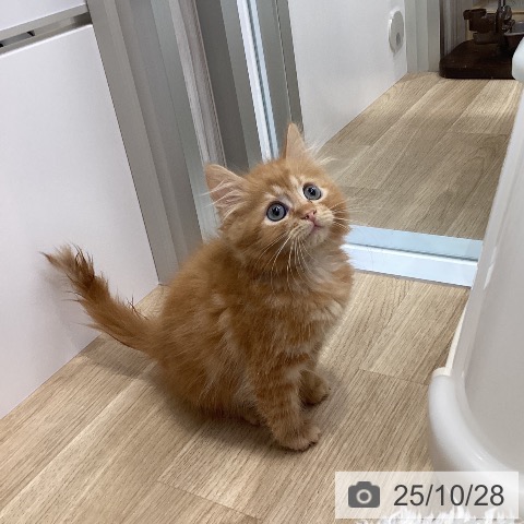 サイベリアンの写真