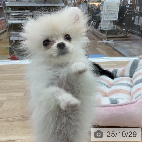 ポメラニアンの写真